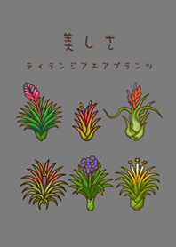 我養的空氣鳳梨開花期(霧灰色)