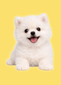 White Pomeranian Plush Yellow 01