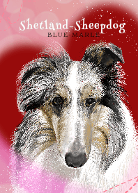 Shetland-Sheepdog Blue-Marle