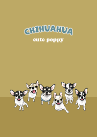 chihuahua1 - ginger