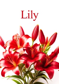 Lily vol.9