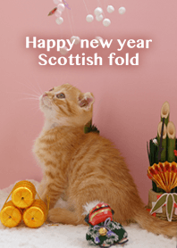 happy new year Scottishfold