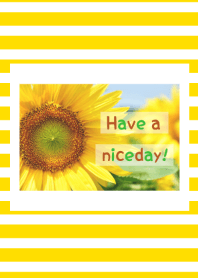 Sunflower 37