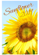 /Sunflower/6