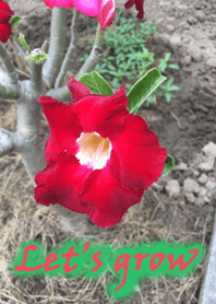 Let's grow flower 1