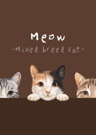 Meow - Mixed breed cat 01 - BROWN