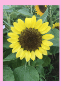 Sun Flower Smile