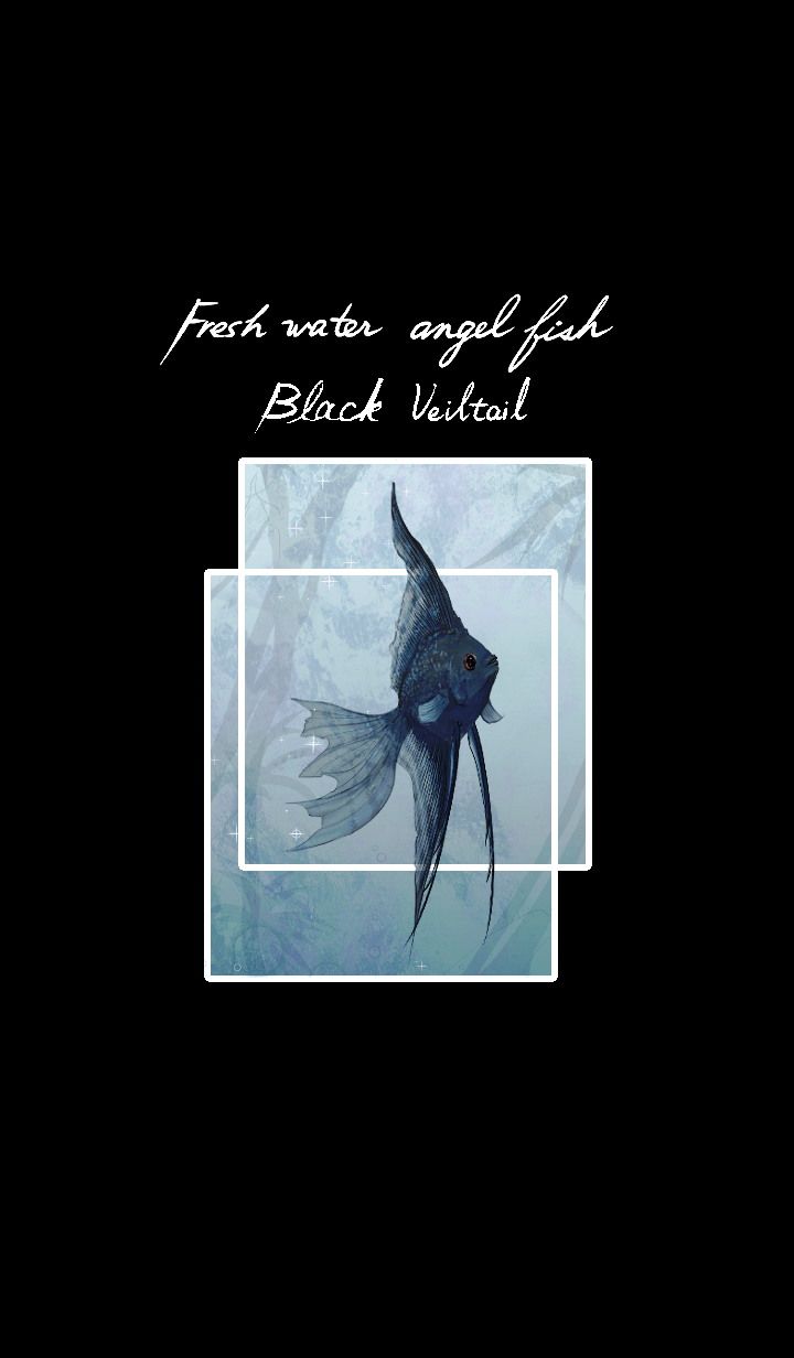 Freshwater angelfish,black veiltail