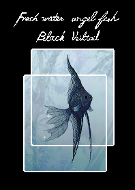 黒神仙魚