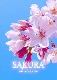 Sakura-Haru- 10
