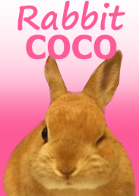 Rabbit -COCO-