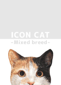 ICON CAT - Mixed breed cat - GRAY/06