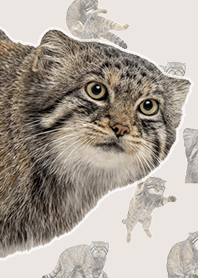 Pallas's Cat (Realistic, Beige)