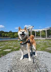 Shibainu Kenken