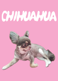CHIHUAHUA-shocola