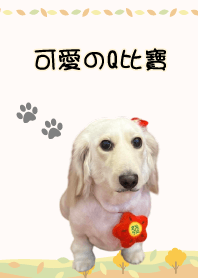 可愛のQ比寶