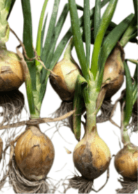 I love the vegetables