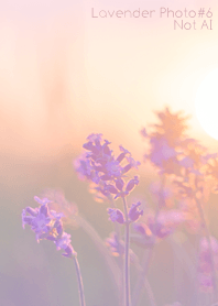 Lavender Photo #6-18 NotAI