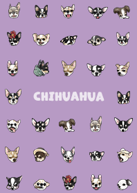 chihuahua2 - purple