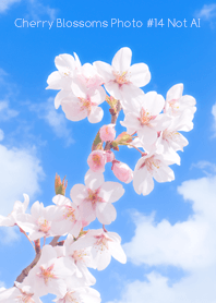 Cherry Blossoms Photo #14-13 NotAI