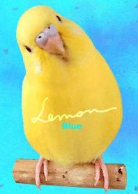 budgerigar Lemon "Blue"