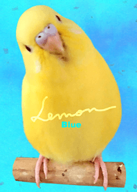セキセイインコ レモン "ブルー"