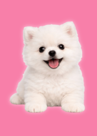 Tema Boneka Pomeranian Putih Pink 01