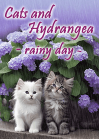 Cats and Hydrangea - rainy day - purple