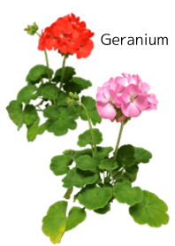 A lot of geranium