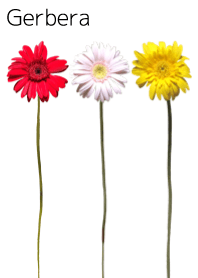 A lot of gerbera
