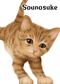 Sounosuke Cute Tiger cat kitten