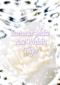 Summer white rose Whitin Tiger