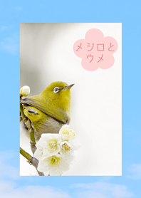 A Japanese white-eye and plum trees 2