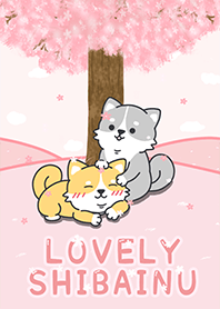 Lovely shibainu