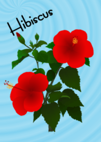 ハイビスカス(夏の花)