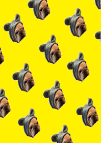 可愛いフレンチブルドッグかいちゃん