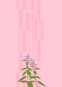 August's birth flower,Phlox