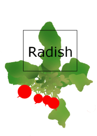 Radish ~小さい赤かぶ～
