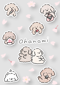 Toy Poodle Sakura Viewing 01_2