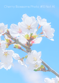 Cherry Blossoms Photo #10-24 NotAI