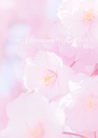 CherryBlossoms Photo #12-13 Not AI