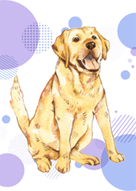 Labrador by Ystudio