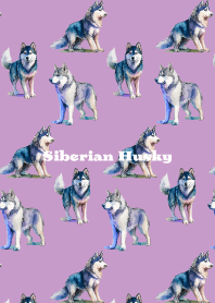 Cute Siberian Husky on light purple