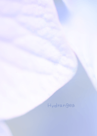 Hydrangea Theme 6