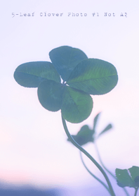 5-leaf Clover Photo #1-3Not AI