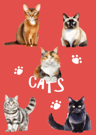 unique cats on red