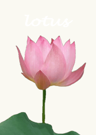 pink lotus flower theme