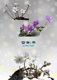 雪割草 -ミスミソウ-