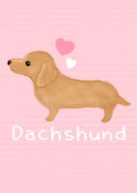 cute Miniature Dachshund