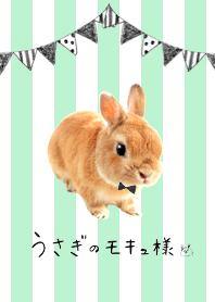 Mr MOQ the Rabbit